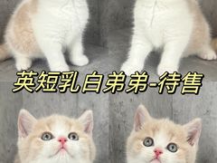 -小猫来了·猫舍(红山六九七九店)
