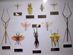-上海昆虫博物馆