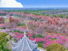 -上海海湾国家森林公园