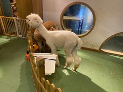 -藦茜花园宠物主题亲子互动体验馆(国顺东路店)