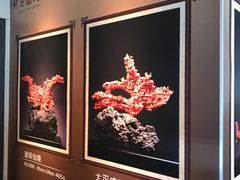 -绮丽珊瑚(台北101旗舰门市店)