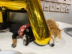 -柴务处·柴犬主题狗咖