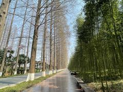 -黄海国家森林公园