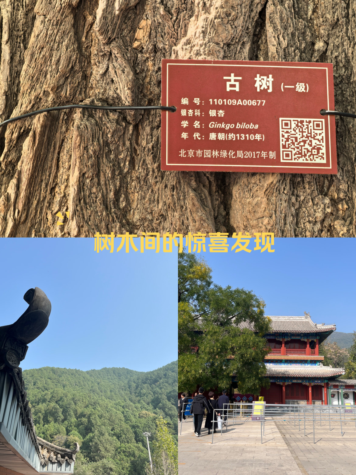 潭柘寺附近公园图片