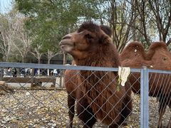 -长白岛森林公园