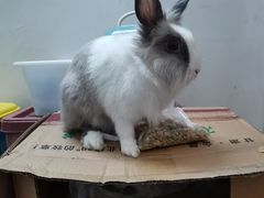 -爱诺耐芙动物医院(万博店)