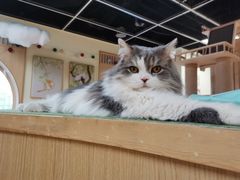 -猫和宫(六道口店)