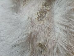 -瑞派康怡24h宠物医院·犬猫医疗中心·微创绝育(瑞景分院)