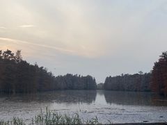-池杉湖湿地公园
