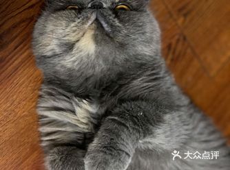 不知是猫太傻了还是天气太狡猾了，总以为台风天会凉快一