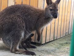 -武汉紫薇都市田园