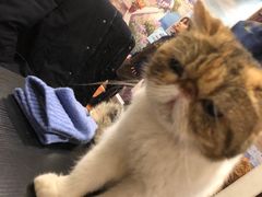 -猫小院猫主题咖啡厅(北锣店)