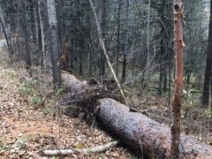 -五营红松林海景区