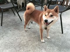 -柴犬高等学院·狗咖·柴犬售卖·宠物训练