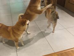-柴务处·柴犬主题狗咖
