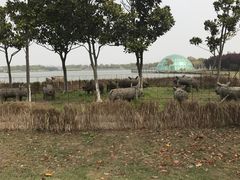 -上海都市菜园