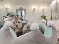 -共舞时光猫咖·狗咖(新街口店)