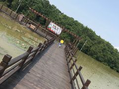 -大湾区中央湿地公园