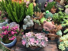 -双季花艺园艺市场(浦东店)