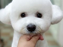 -鑫艺宠物美容培训学校