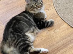 -COLOR PETS 撸猫馆·购猫·猫咖(长风大悦城店)