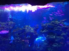 -芜湖新华联大白鲸海洋公园