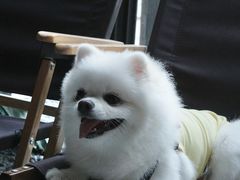 -J Create城市露营咖啡·简餐·宠物(上海动物园店)