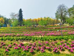 -天适樱花悠乐园