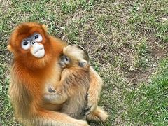 -西霞口神雕山野生动物世界