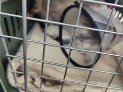 -伟伟宠物医院·瑞派猫友好医院·猫科(光谷店)