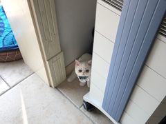 -猫大福·Fortune Cat猫舍(百子湾店)