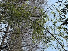 -黄海国家森林公园