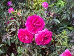 -人民公园(罗湖区)