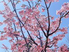 -顾村公园