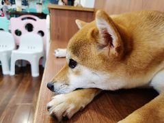 -柯斗斗主题餐厅·狗咖·围炉煮茶·茶饮(国瑞升平里店)