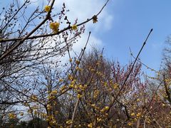 -梅花山(明孝陵内)