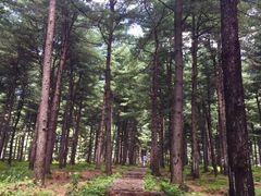-黄椅山火山森林公园