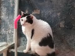 -猫咪博物馆(顶澳仔猫街店)