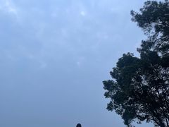 -铁山坪森林公园