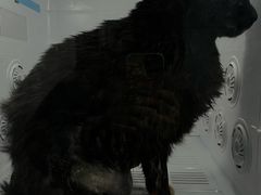 -博特宠物医院24h犬猫全科.骨科·异宠