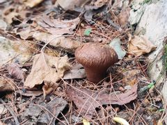 -铁山坪森林公园