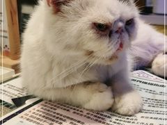 -平行世界·猫咖(首经贸店)