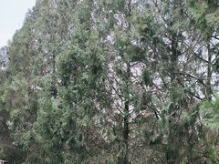 -北京鹫峰国家森林公园