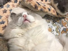 -more than meow吴止猫主题餐厅(承德 中船汇店)