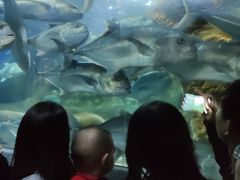 -大连圣亚海洋世界