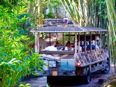 -奥兰多迪士尼动物王国乐园