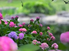 -上海滨江森林公园