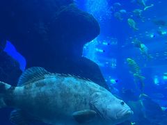 -成都浩海立方海洋公园