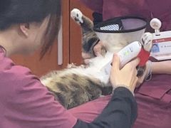 -艾贝尔宠物医院·24H转诊中心·肿瘤猫专科(江宁双龙店)