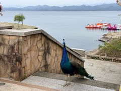 -杭州千岛湖开元度假村